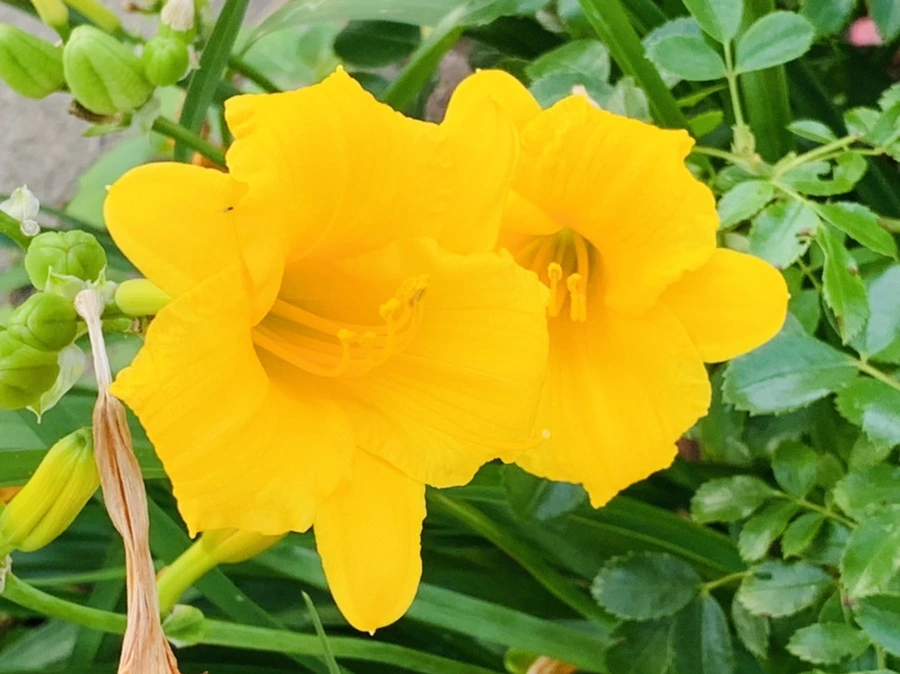 IMG_5955.jpg?type=w966