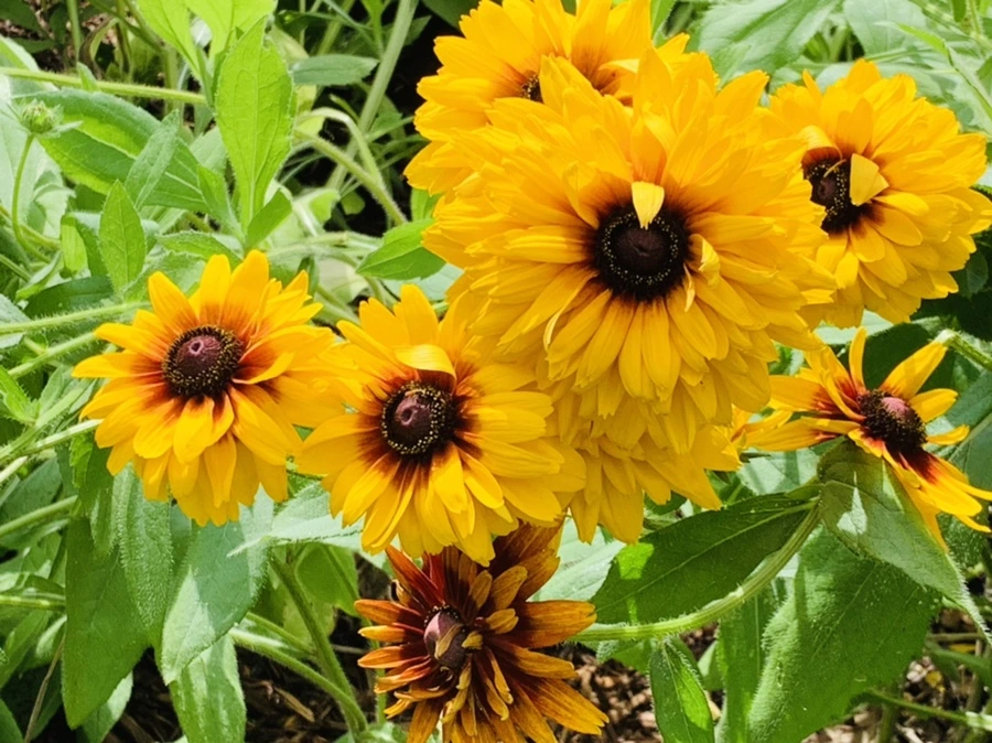 IMG_0562.jpg?type=w966