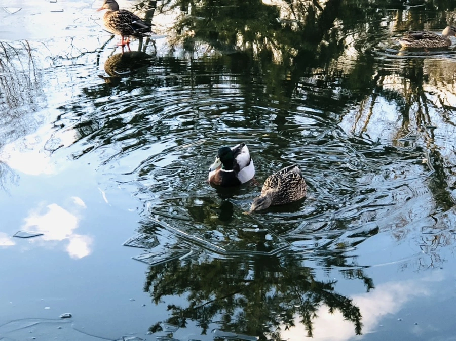 IMG_4938.jpg?type=w966