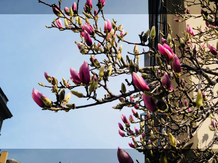 IMG_4123.jpg?type=w966