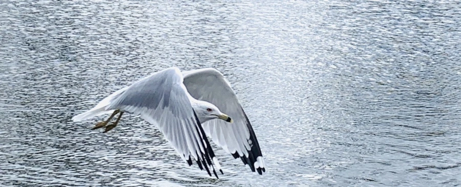 IMG_7977.jpg?type=w966