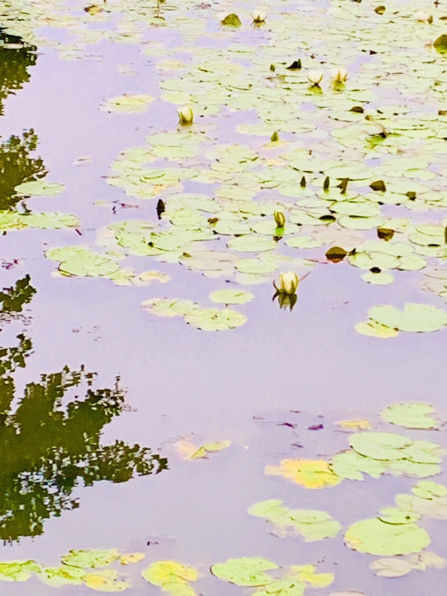 IMG_6210.jpg?type=w966