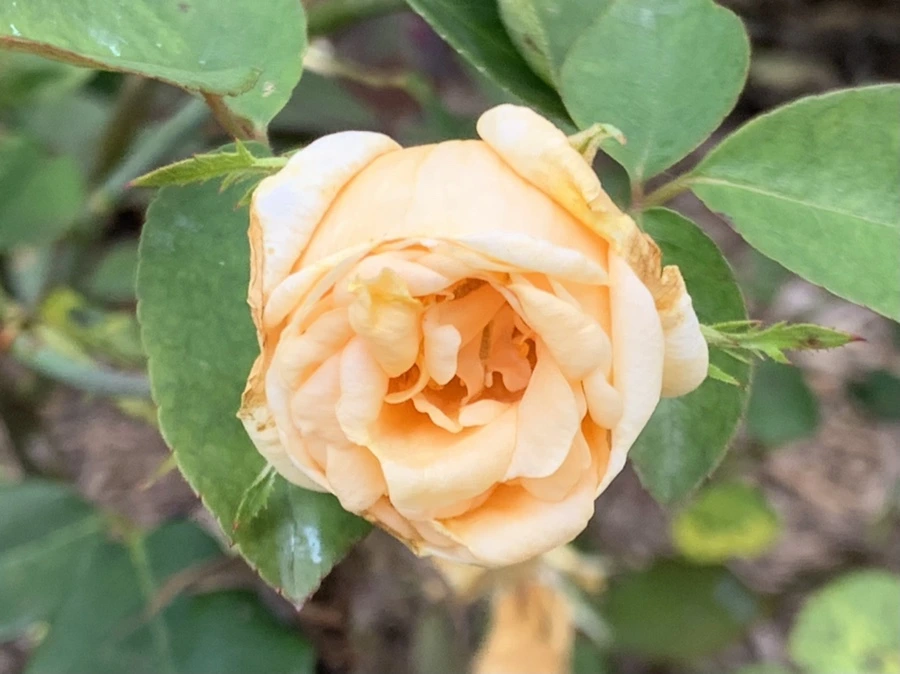 IMG_5431.jpg?type=w966