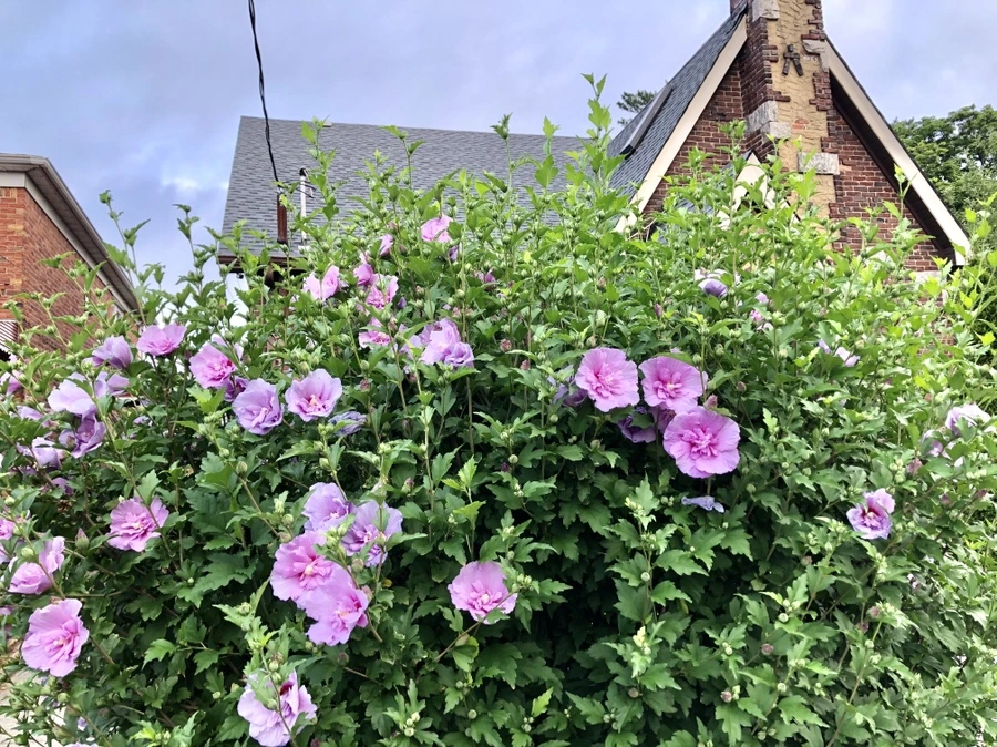 IMG_1593.jpg?type=w966