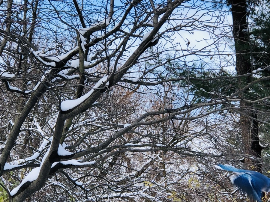 IMG_7031.jpg?type=w966