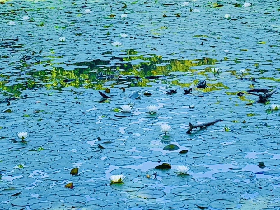 IMG_1231.jpg?type=w966