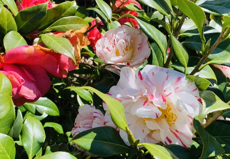 IMG_8187.jpg?type=w966