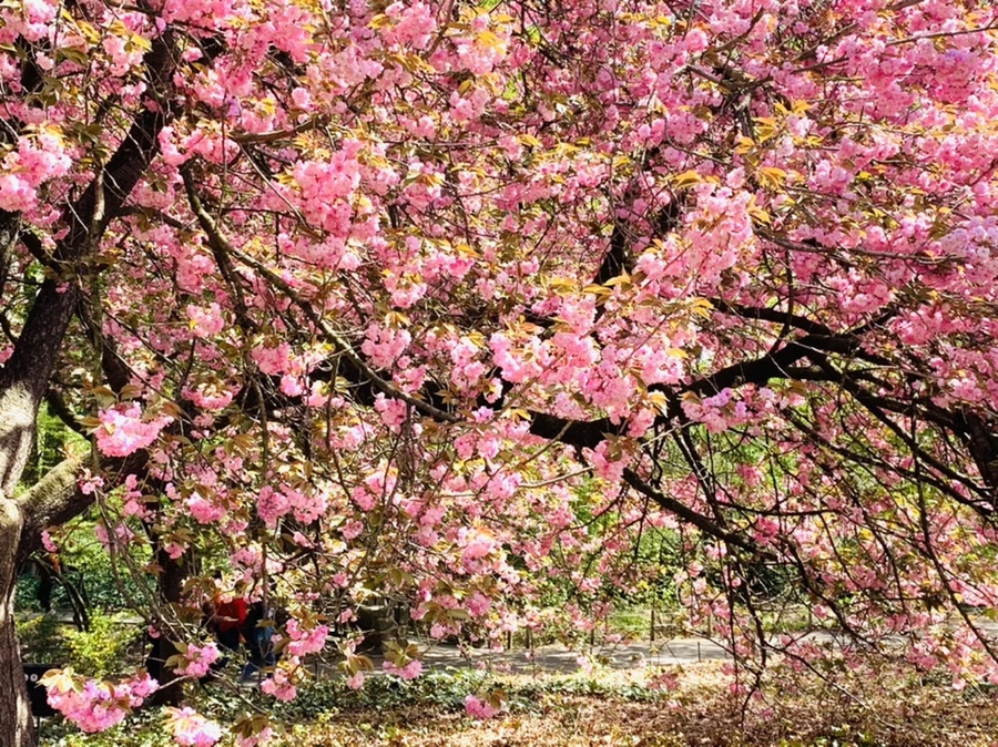 IMG_6465.jpg?type=w966