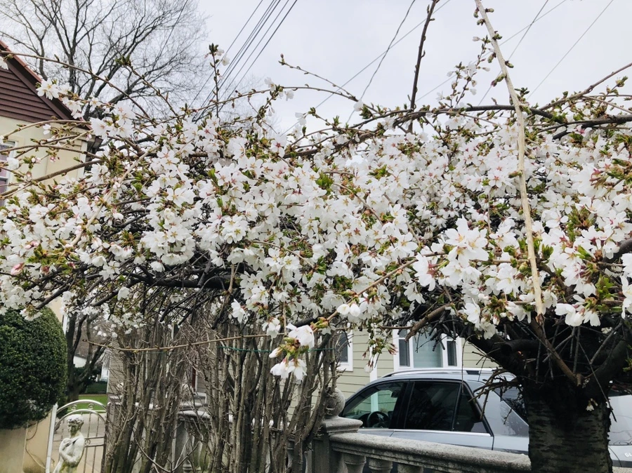 IMG_2612.jpg?type=w966