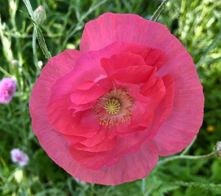 IMG_6482.jpg?type=w966