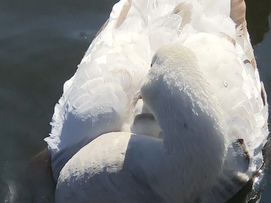 IMG_5222.jpg?type=w966