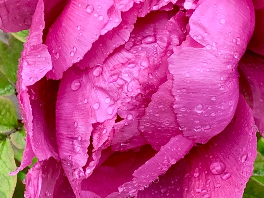 IMG_9398.jpg?type=w966