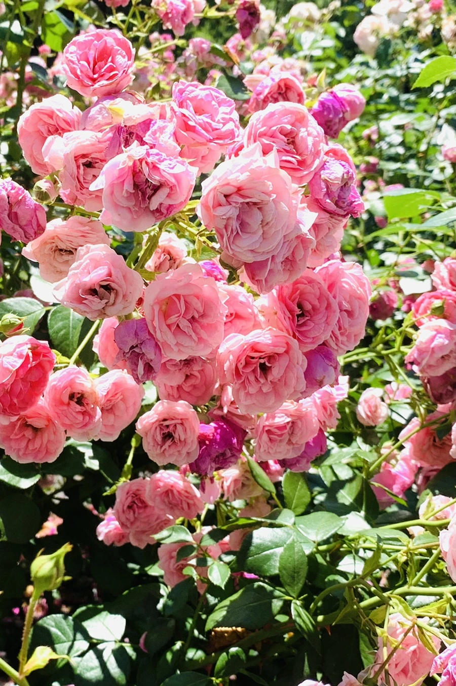 IMG_4148.jpg?type=w966