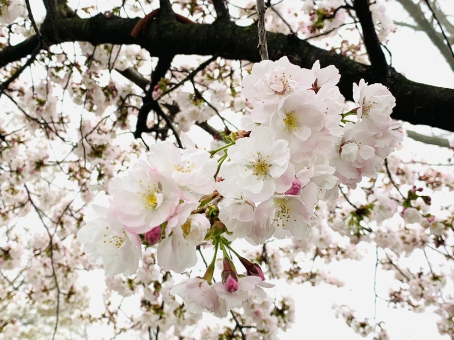 IMG_0571.jpg?type=w966