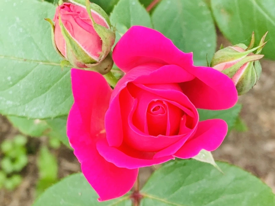 IMG_4070.jpg?type=w966