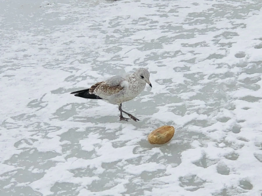 IMG_3791.jpg?type=w966