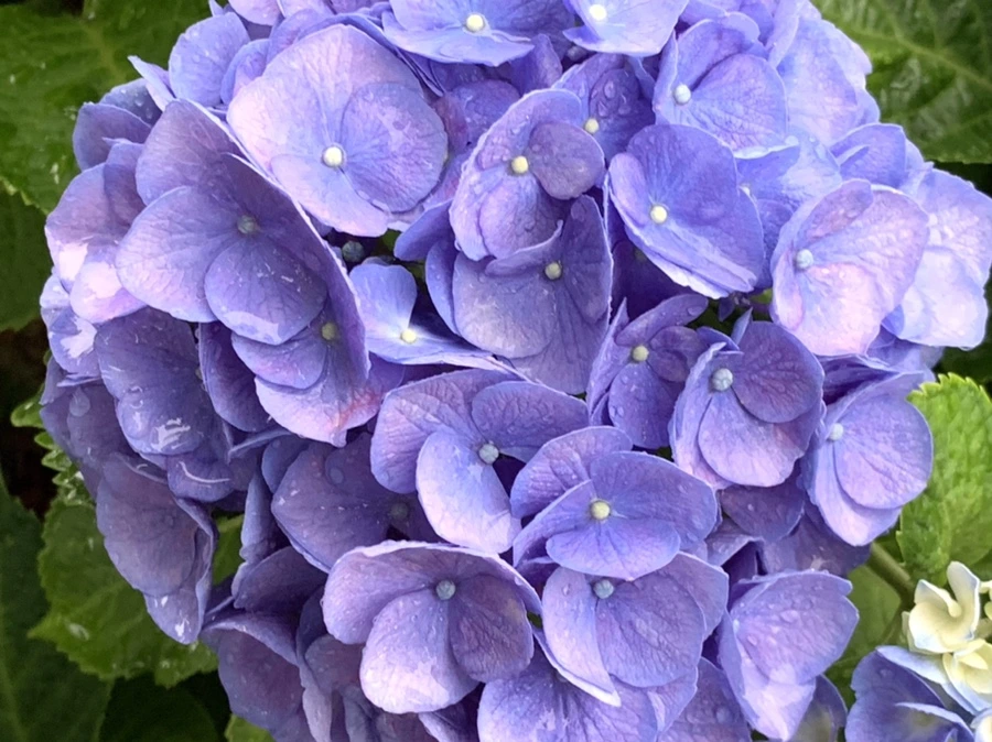 IMG_6199.jpg?type=w966