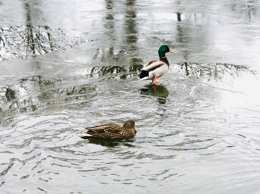 IMG_9046.jpg?type=w966