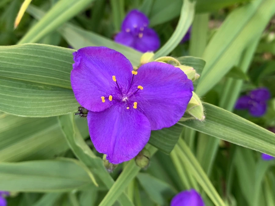 IMG_1493.jpg?type=w966