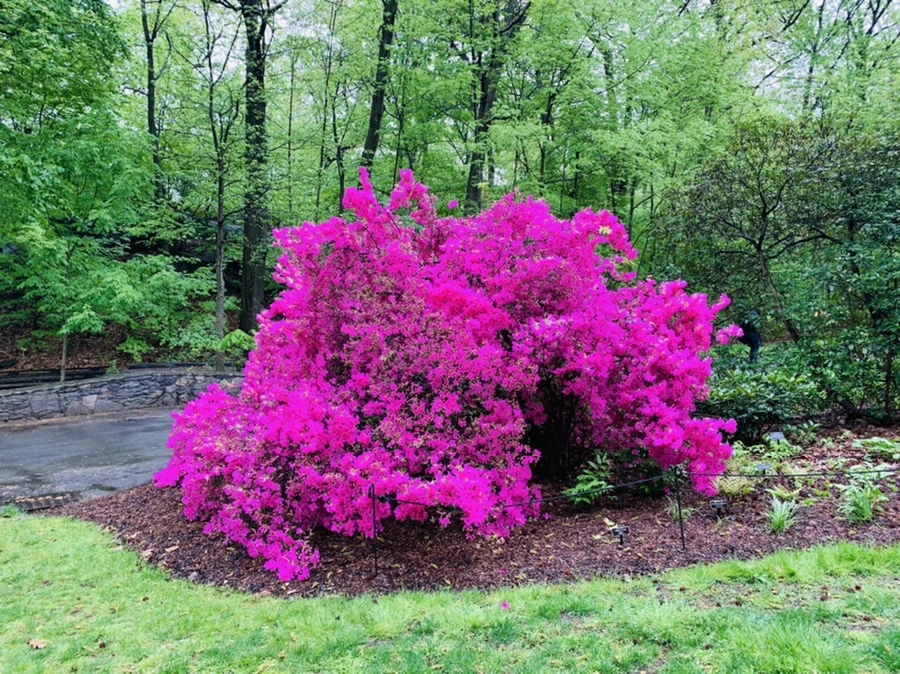 IMG_9923.jpg?type=w966