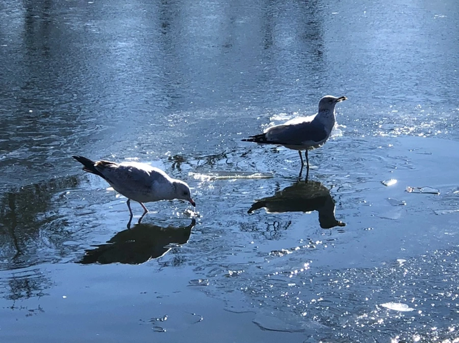 IMG_8088.jpg?type=w966