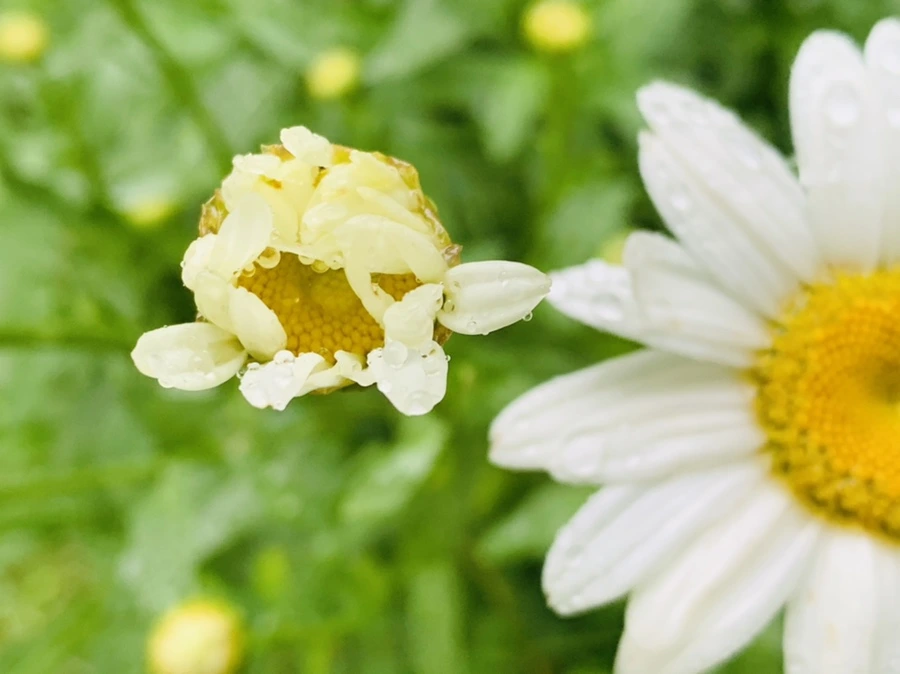 IMG_0194.jpg?type=w966