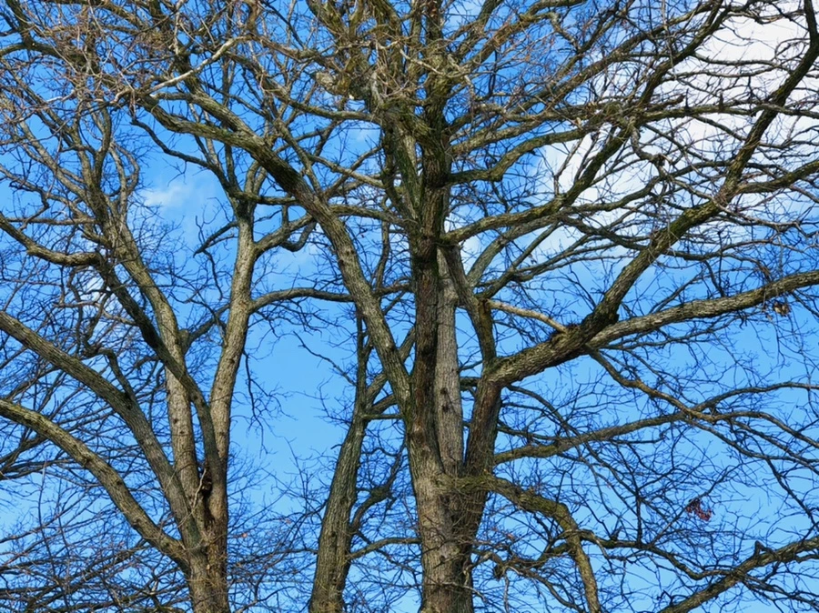 IMG_2962.jpg?type=w966