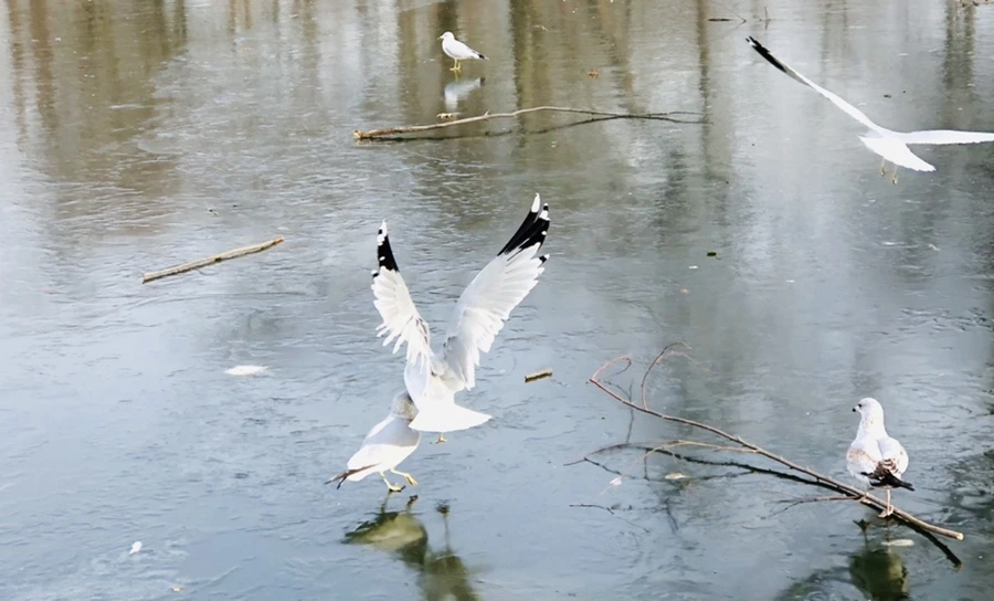 IMG_2080.jpg?type=w966