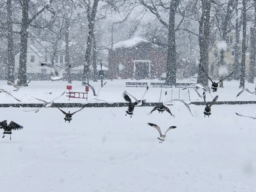 IMG_4220.jpg?type=w966