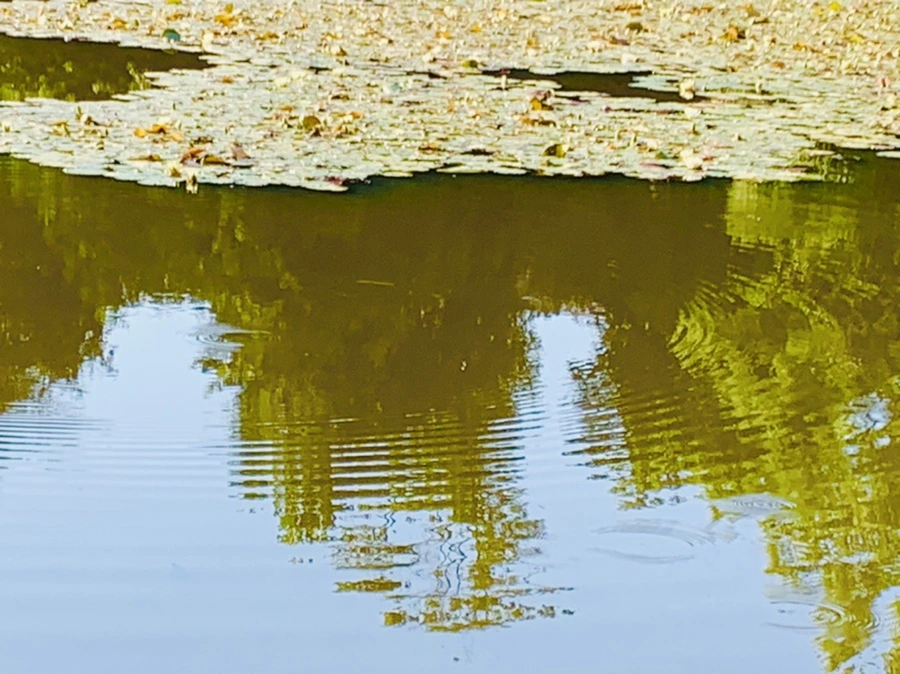 IMG_4258.jpg?type=w966