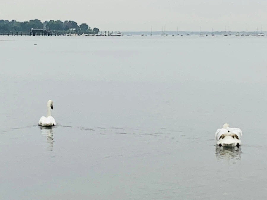 IMG_0343.jpg?type=w966