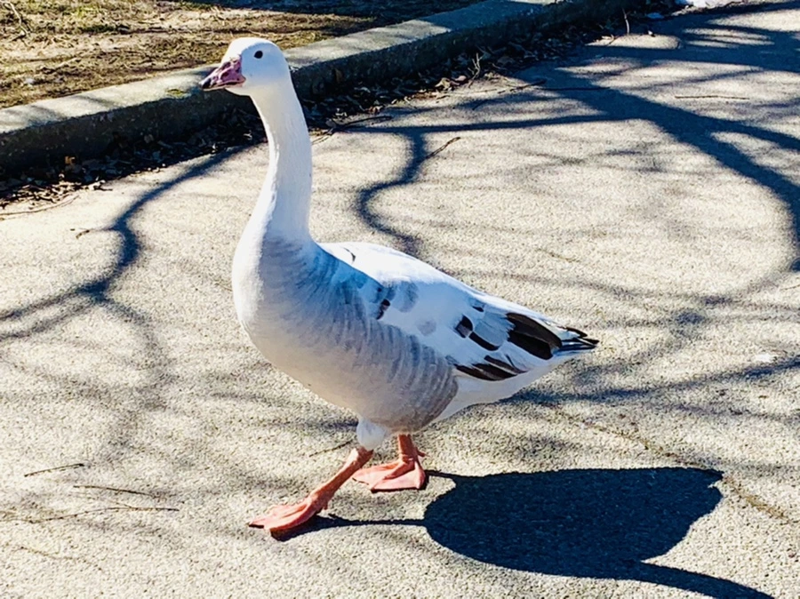 IMG_8267.jpg?type=w966