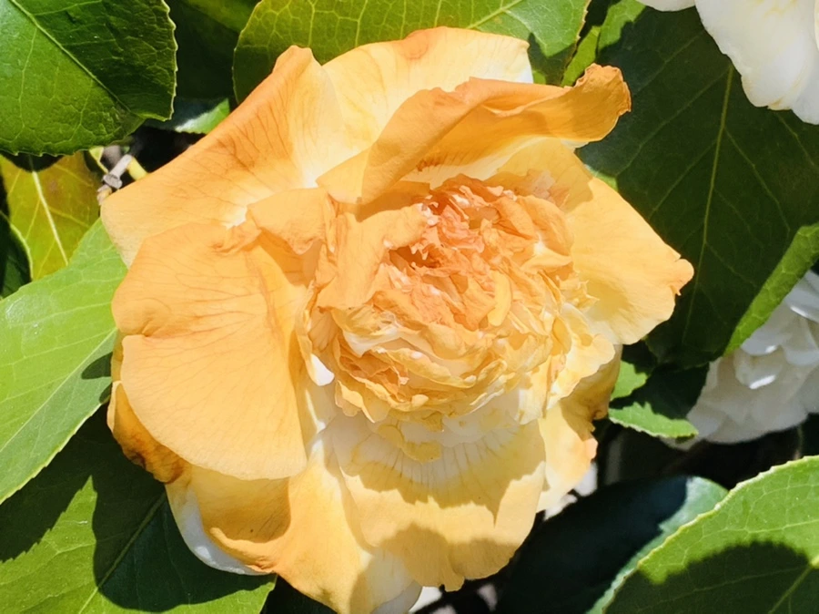 IMG_8614.jpg?type=w966