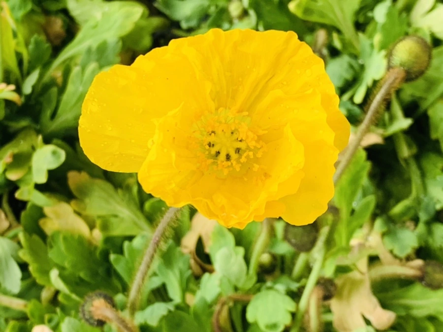 IMG_3983.jpg?type=w966