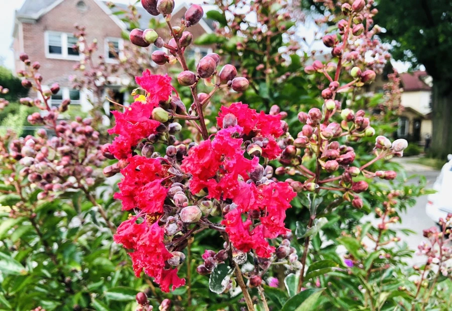 IMG_4147.jpg?type=w966