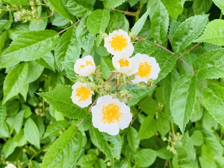 IMG_3408.jpg?type=w966