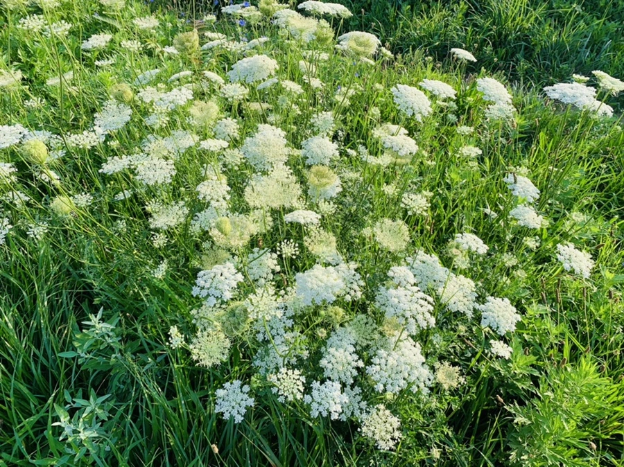 IMG_6531.jpg?type=w966