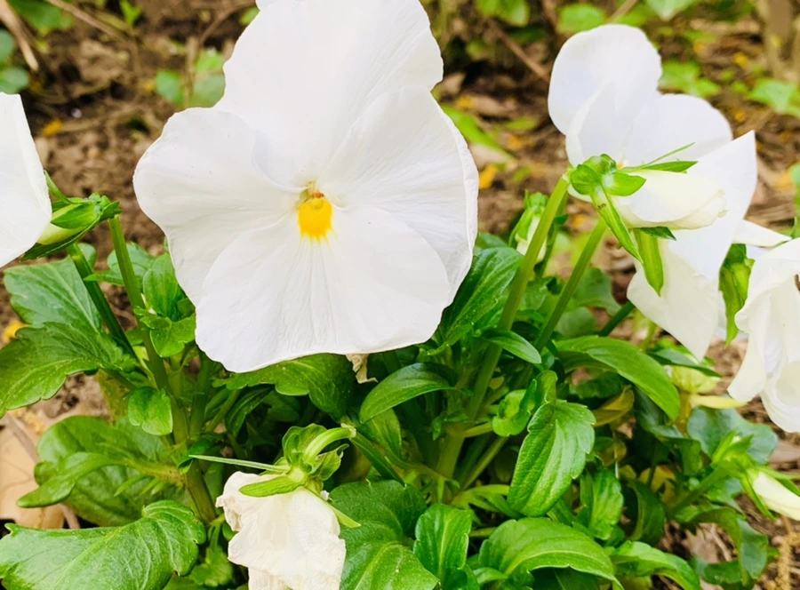 IMG_9038.jpg?type=w966