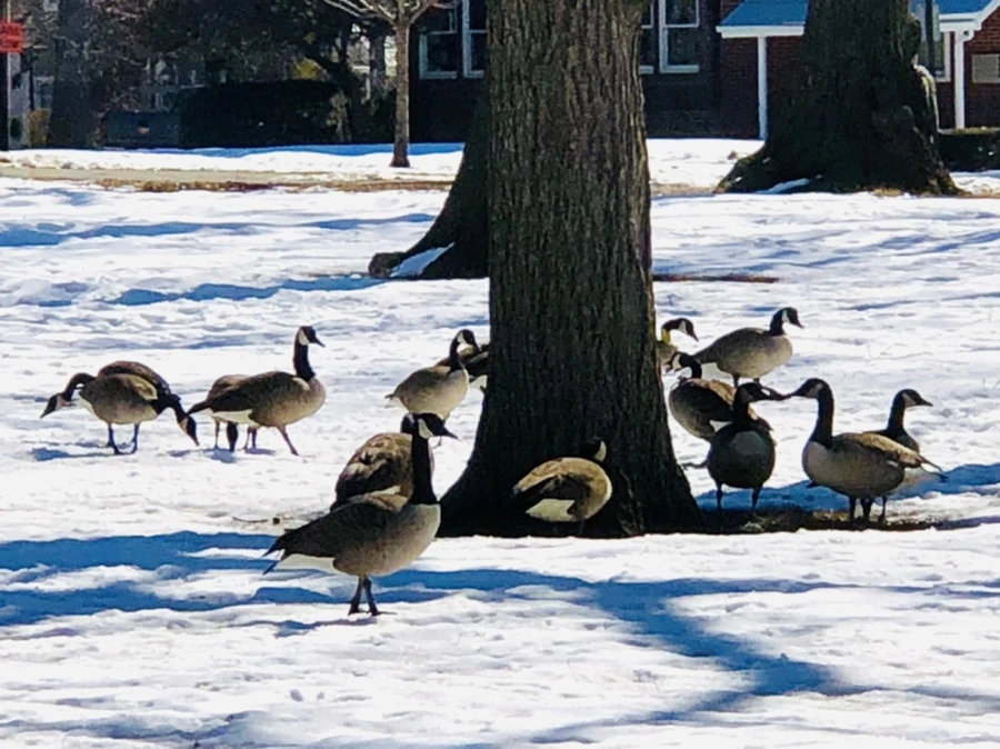 IMG_4529.jpg?type=w966