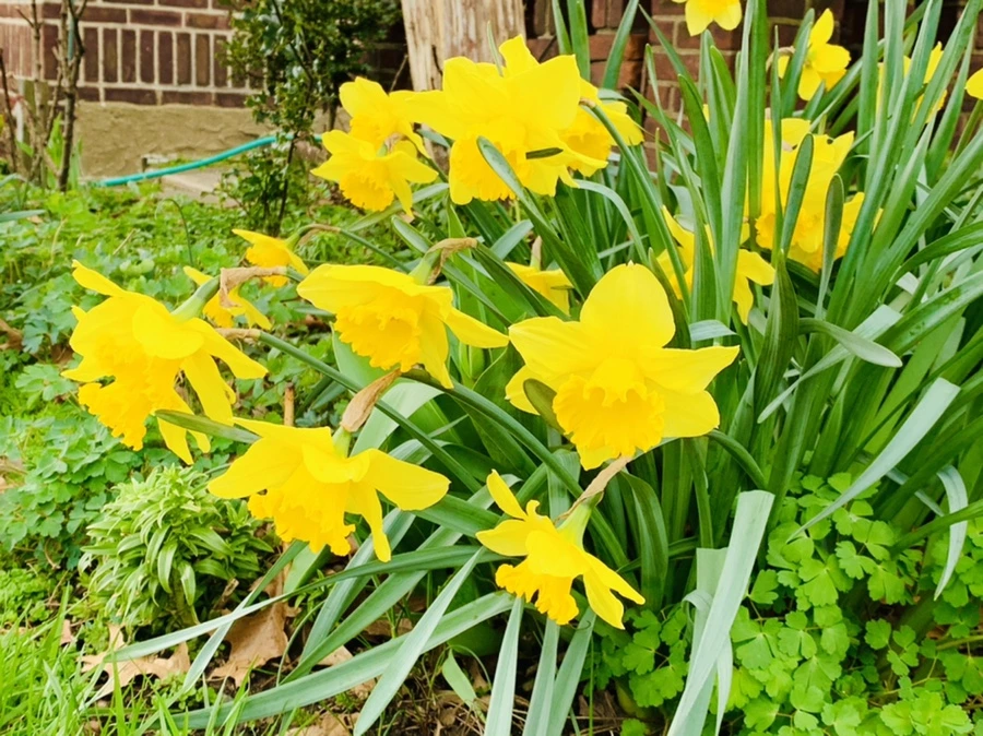 IMG_6613.jpg?type=w966