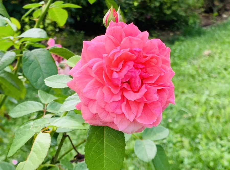 IMG_4925.jpg?type=w966