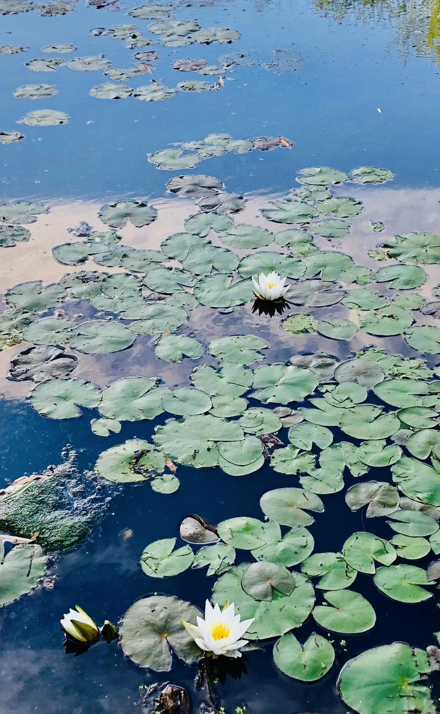 IMG_9203.jpg?type=w966