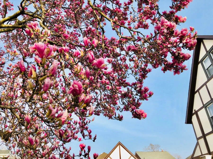 IMG_4422.jpg?type=w966