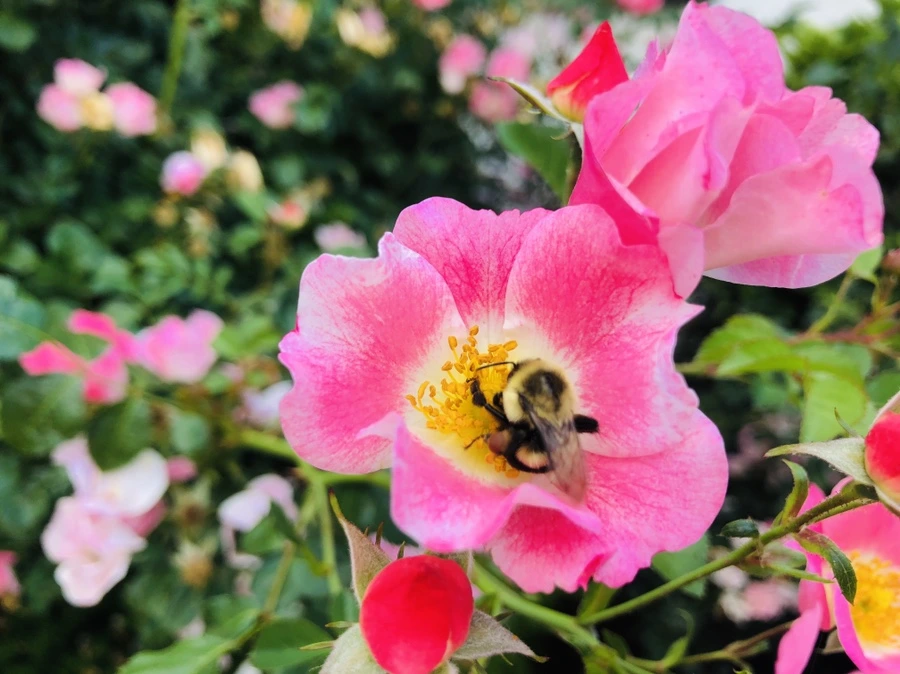 IMG_9979.jpg?type=w966