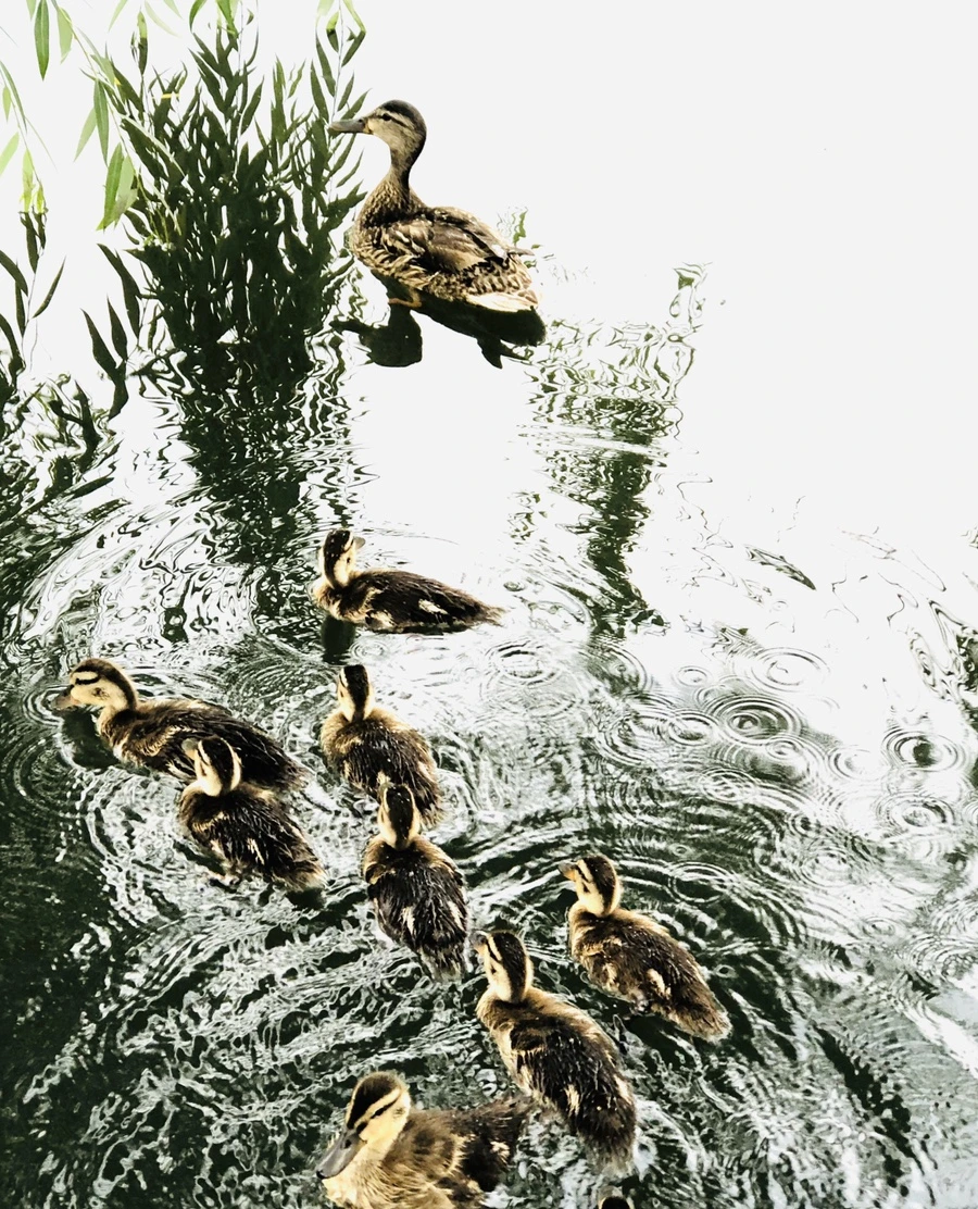 IMG_3146.jpg?type=w966