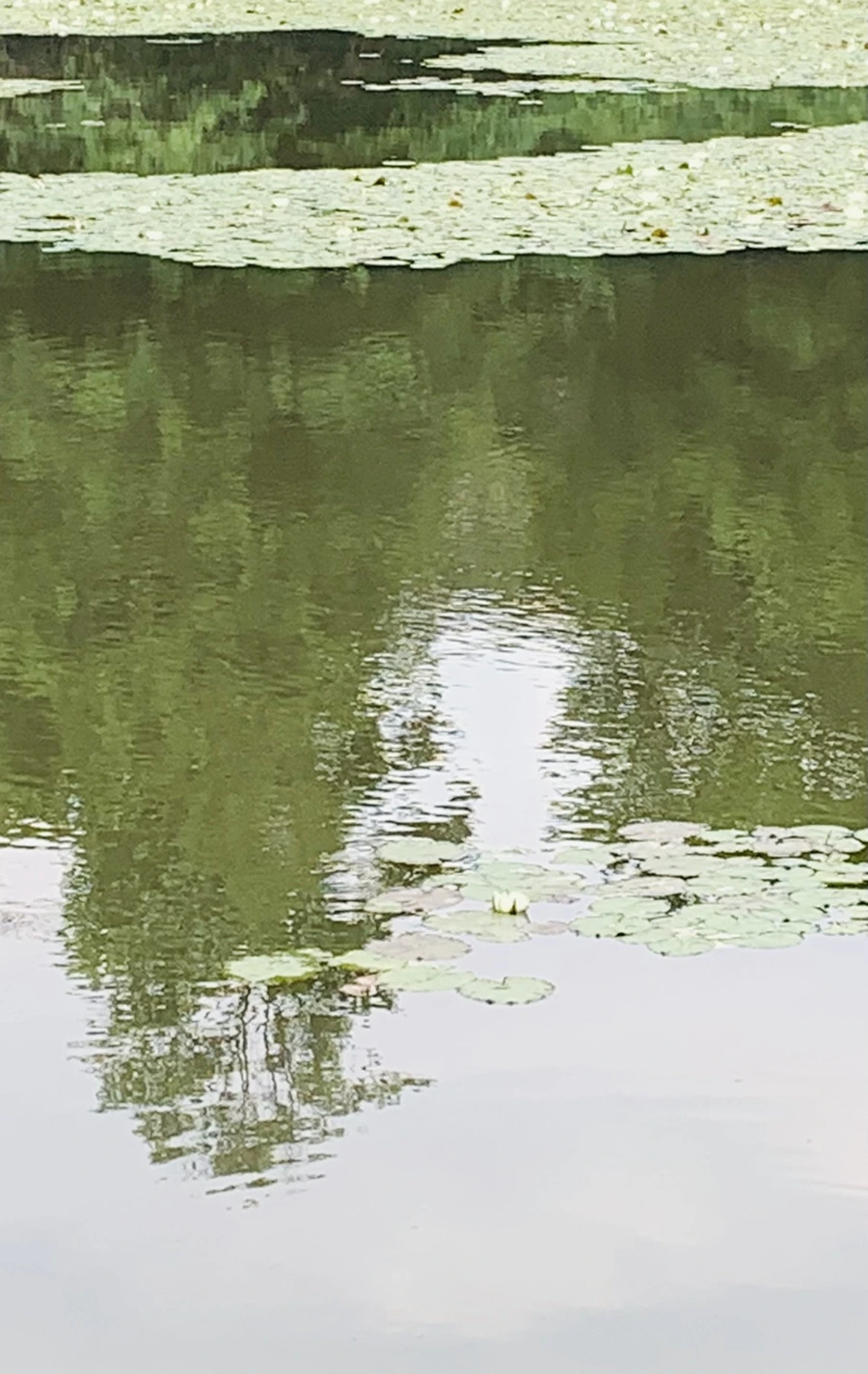 IMG_1550.jpg?type=w966