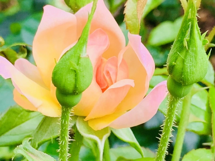 IMG_0538.jpg?type=w966