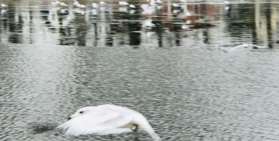 IMG_3288.jpg?type=w966