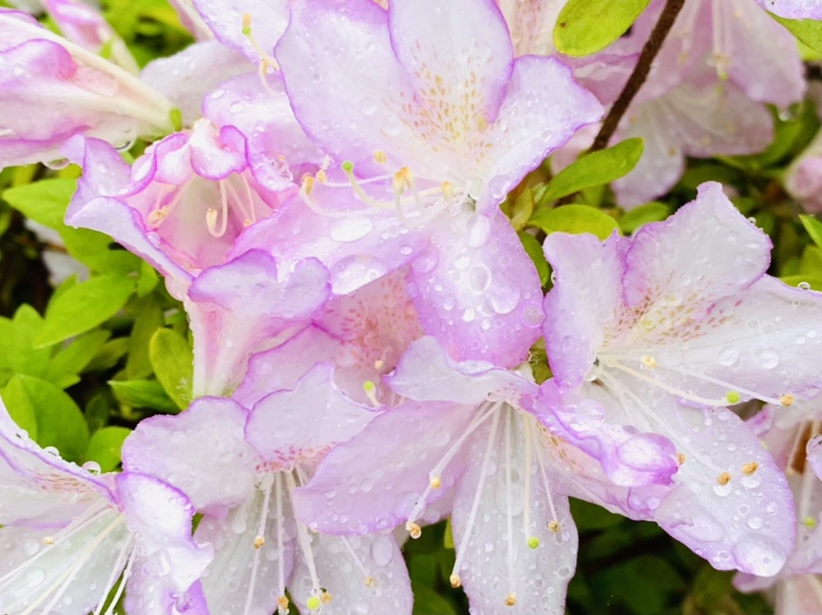 IMG_9370.jpg?type=w966