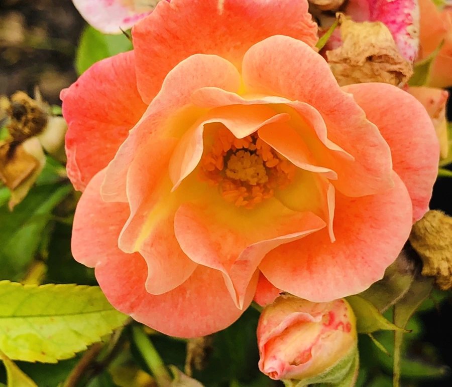 IMG_2254.jpg?type=w966